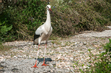 White stork closeup on stone road and greenery background in sunny summer day