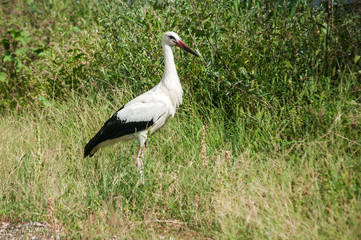 White stork closeup on greenery background in sunny summer day