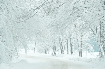 Old Country Lane in Winter 