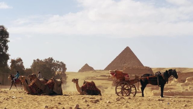 Some camels and a horse with a calash with the Pyramids of Giza in the distance in Cairo, Egypt