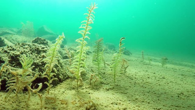Perfoliate pondweed water plants in underwater scenery