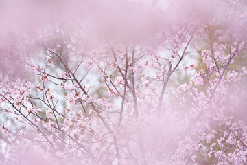 Naklejka premium 桜