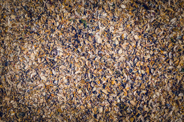 Seashore from a small shell stone background texture