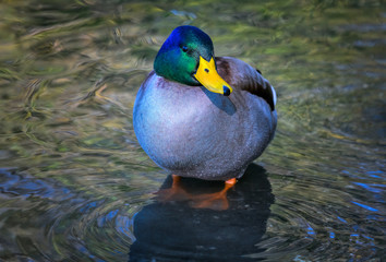 Male mallard duck at Parco naturale Laghi di Avigliana (Avigliana Lakes Nature Reserve), Avigliana, Italy