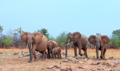 Fototapeta na wymiar Herd of African Elephants walking on the dry arid plains on the shoreline of Lake Kariba in Matusadona National Park, Zimbabwe