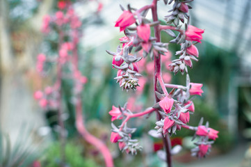 Fototapeta premium Flowers in Garden