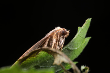 Moths in the nature