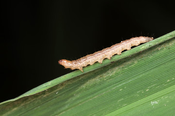 Meat insects in the natural environment