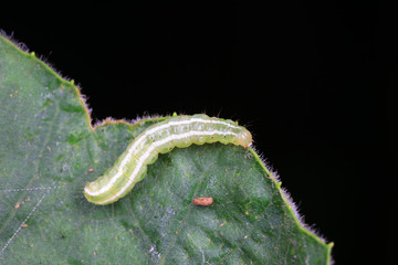 Meat insects in the natural environment