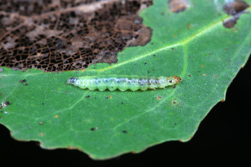 Meat insects in the natural environment