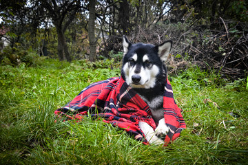 Cute dog wrapped in plaid 