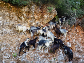 Goats climbing  the Albanian mountains