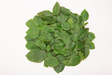 Green rose leaves isolated on white background