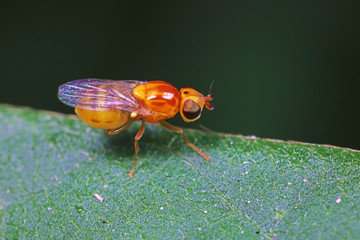 Fly insects in the natural environment