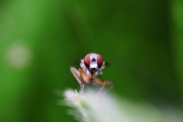 Fly insects in the natural environment