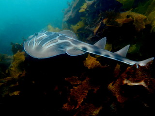 Ray Shark-Eastern Fiddler Ray-Trygonorrhina fasciata, Australia