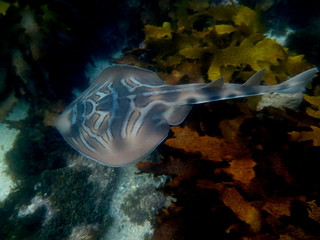 Ray Shark-Eastern Fiddler Ray-Trygonorrhina fasciata, Australia