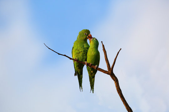 Parrot Love
