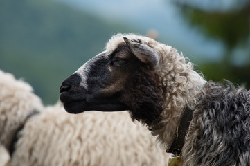 Naklejka premium Sheep in a mountain pasture