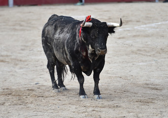 toro en españa