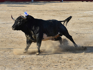 bull in spain