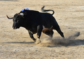 toro en españa