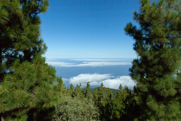 Fototapeta na wymiar Clouds and mountains on Tenerife framed by pine trees