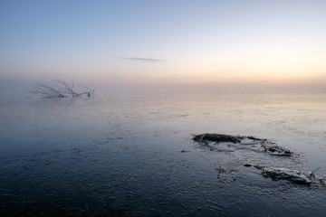 ice on a lake with moss in the foreground and a solid frozen trees in the background.