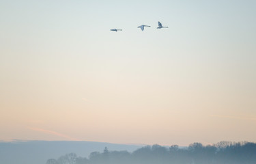 Three swans fly during the sunrise with the forest below the picture