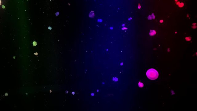 Jellyfish - Rhopilema spp - at Kamon Aquarium, Japan.