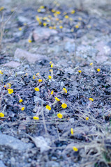 Tussilago farfara on grey ground