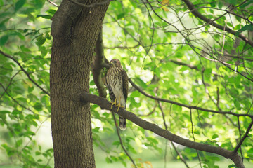 hawk sitting on a branch in a tree