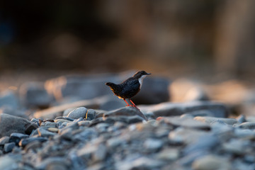 Dipper on rocks