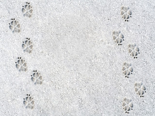 Dog's footprints on the snow © Roman Milert