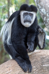 Black and White Colobus Monkey in Africa