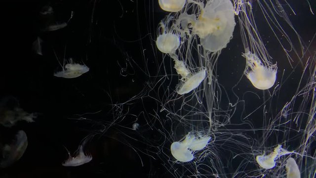 Jellyfish - Chrysaora Lactea - at Kamon Aquarium, Japan.