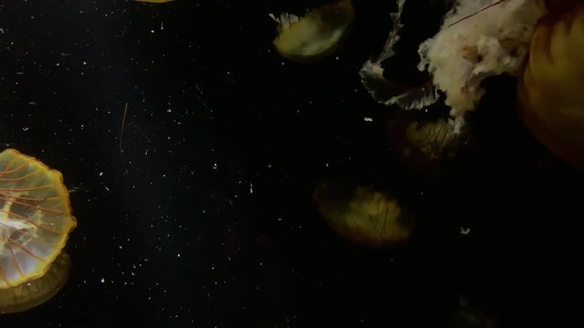 Jellyfish - Chrysaora Fuscescens - at Kamon Aquarium, Japan.