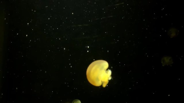 Jellyfish - Rhizostoma Luteum - at Kamon Aquarium, Japan.