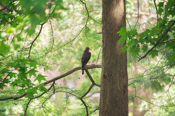 Naklejka na ściany i meble hawk sitting on a branch in a tree
