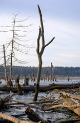 a dead tree grown in a lake surrounded by several dead trees