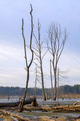 dead trees without leaves grown in a lake