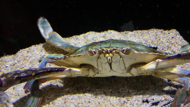 A crab at Kamon Aquarium, Japan, moves its antennae and mouth underwater.