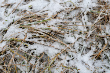 Grass covered with fresh snow. Withered grass in the forest.