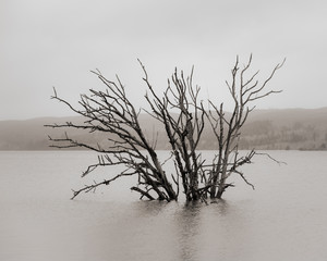 Submerged Tree on the Willapa, Pacific County, Washington, 2018