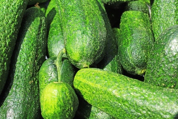 Green raw cucumber whole healthy vegetable diet food low kcal