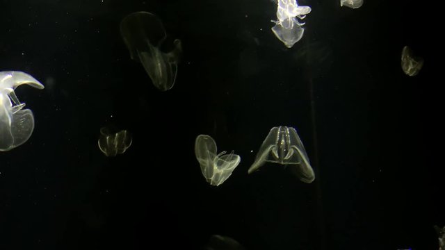Jellyfish - Bolinopsis sp. - Phacellophora Chamtschatica - Beautiful background and jellyfish floating in the water at Kamon Aquarium, Japan.