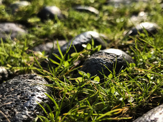 Naklejka na ściany i meble stone in the grass