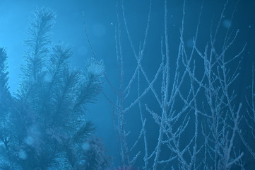 Trees in the winter snowy forest
