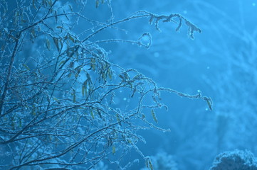 Trees in the winter snowy forest