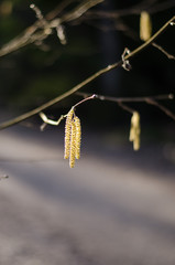 Obraz premium Birch tree during springtime